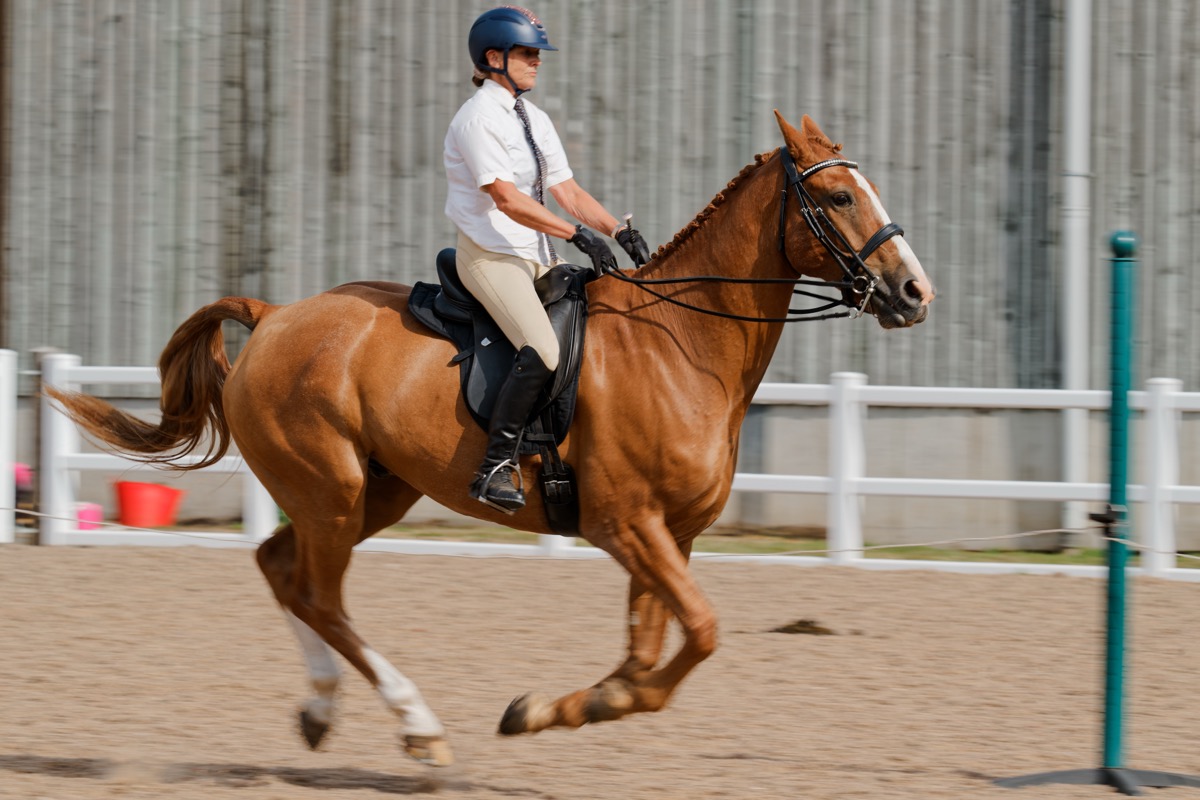 Horse and rider on a cross-country course
