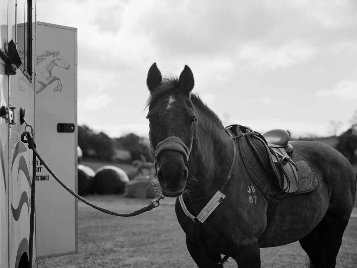 Horse portrait in stable doorway