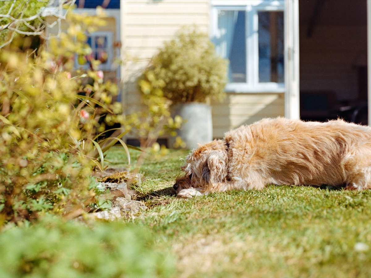 Dog sleeping in the garden, Manorbier
