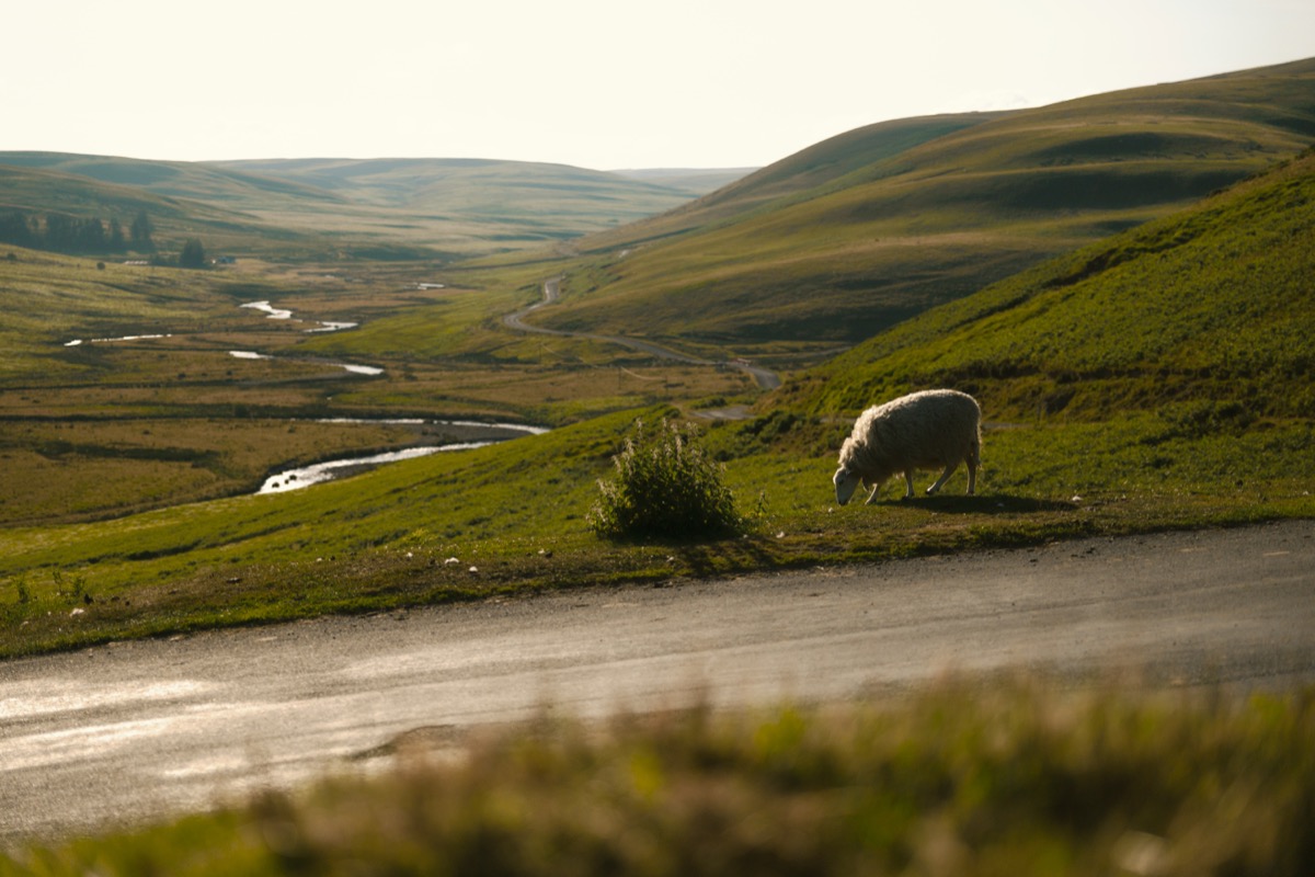 Sheep grazing by a mountain road in the Cambrian Mountains, Mid Wales