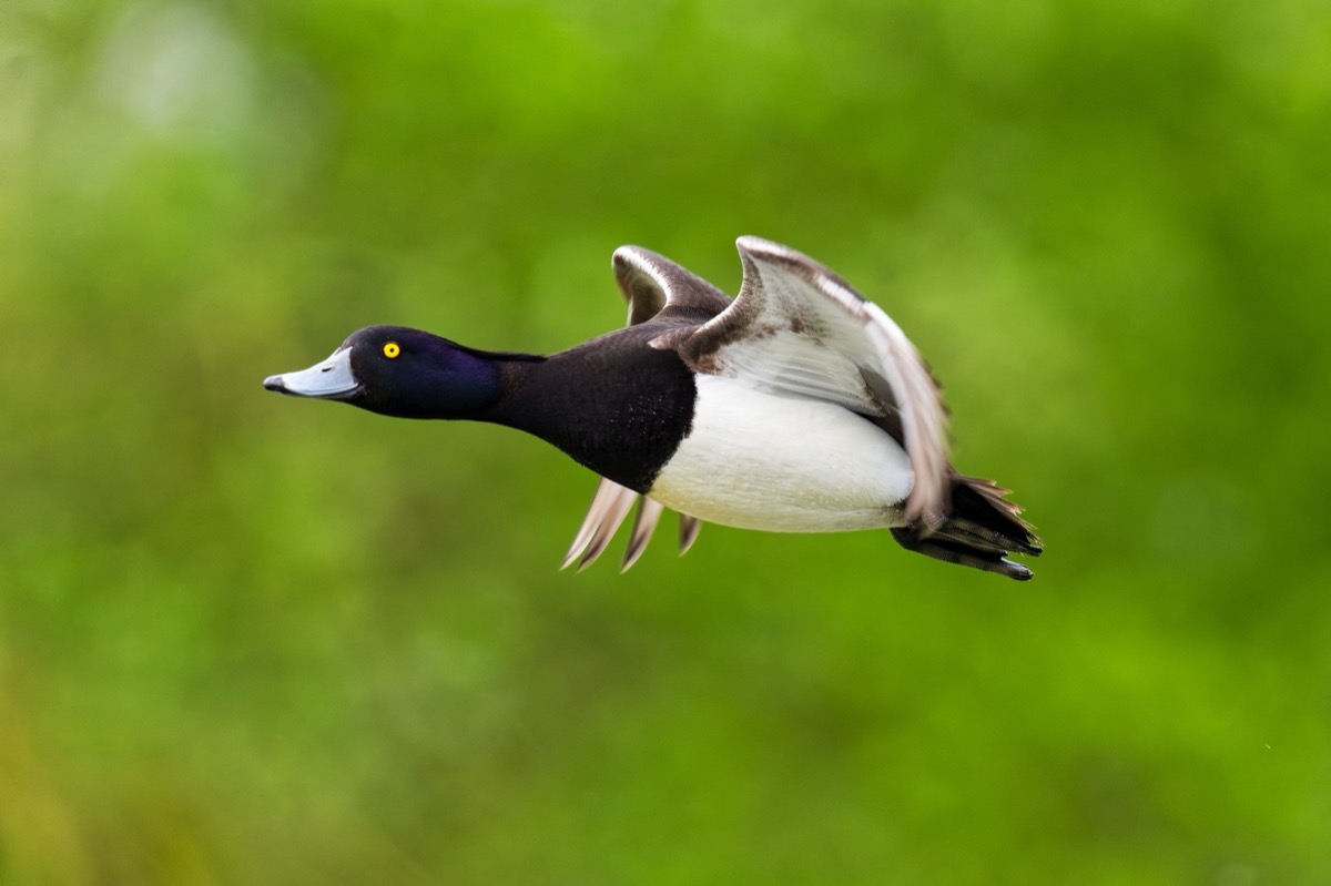 Tufted duck in flight over a Welsh lake