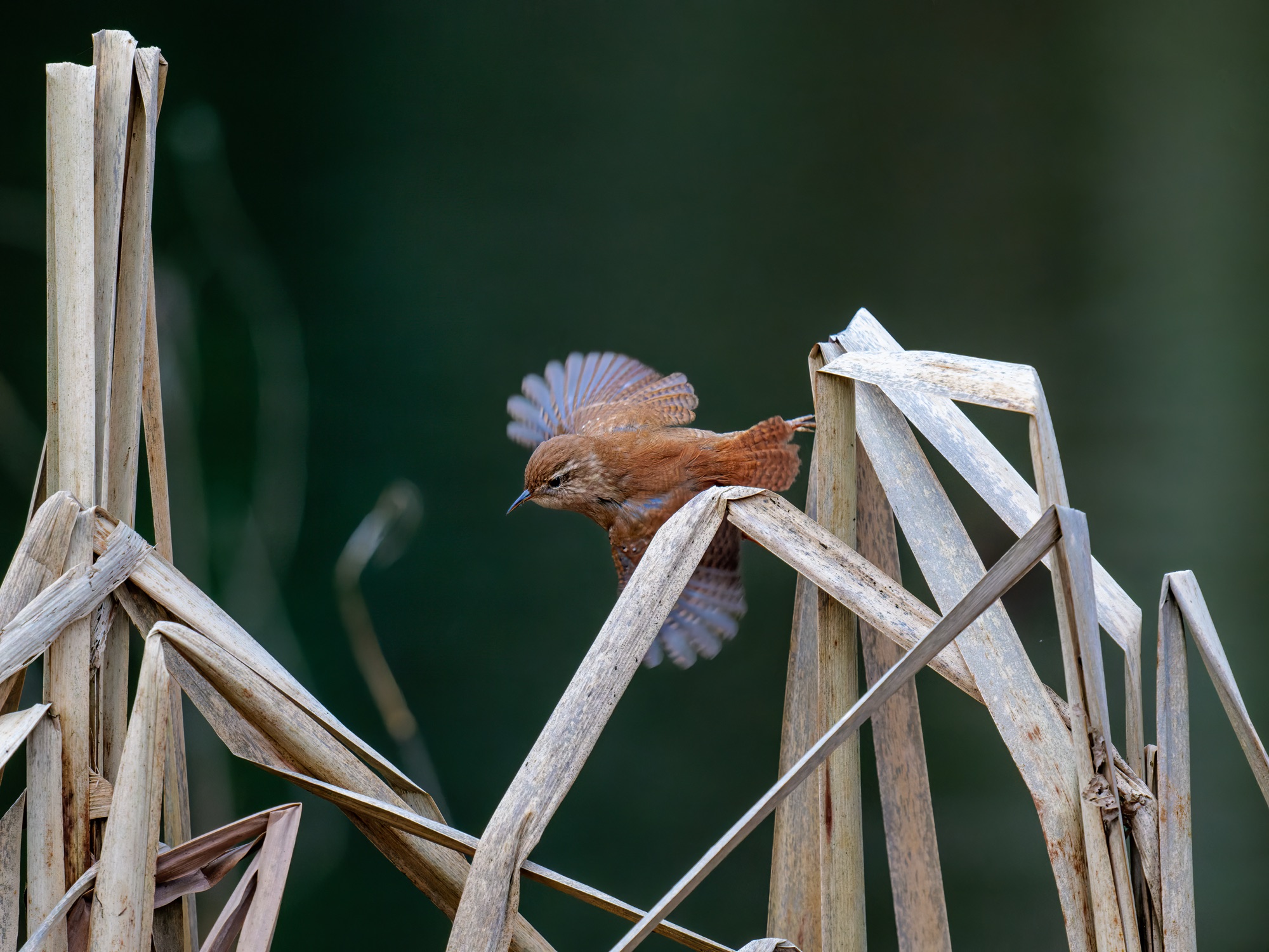 Wren with wings spread, South Wales