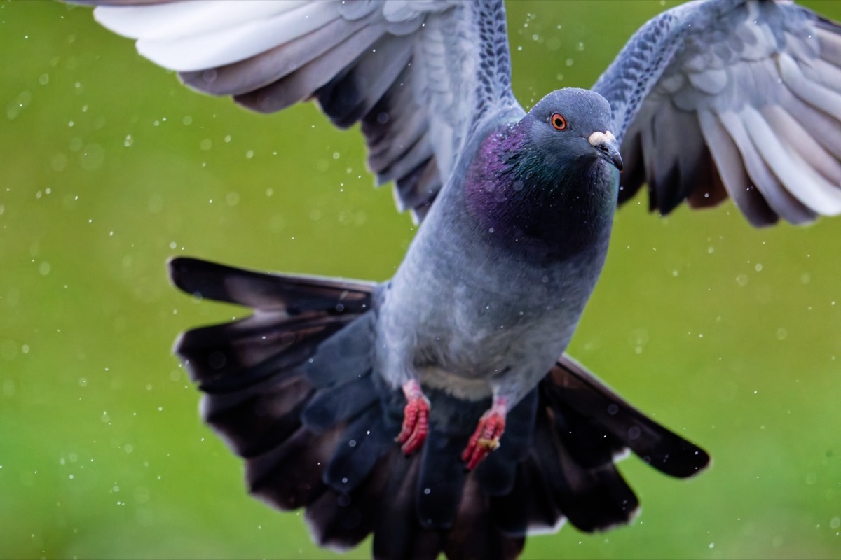 Pigeon in flight with wings spread, close-up