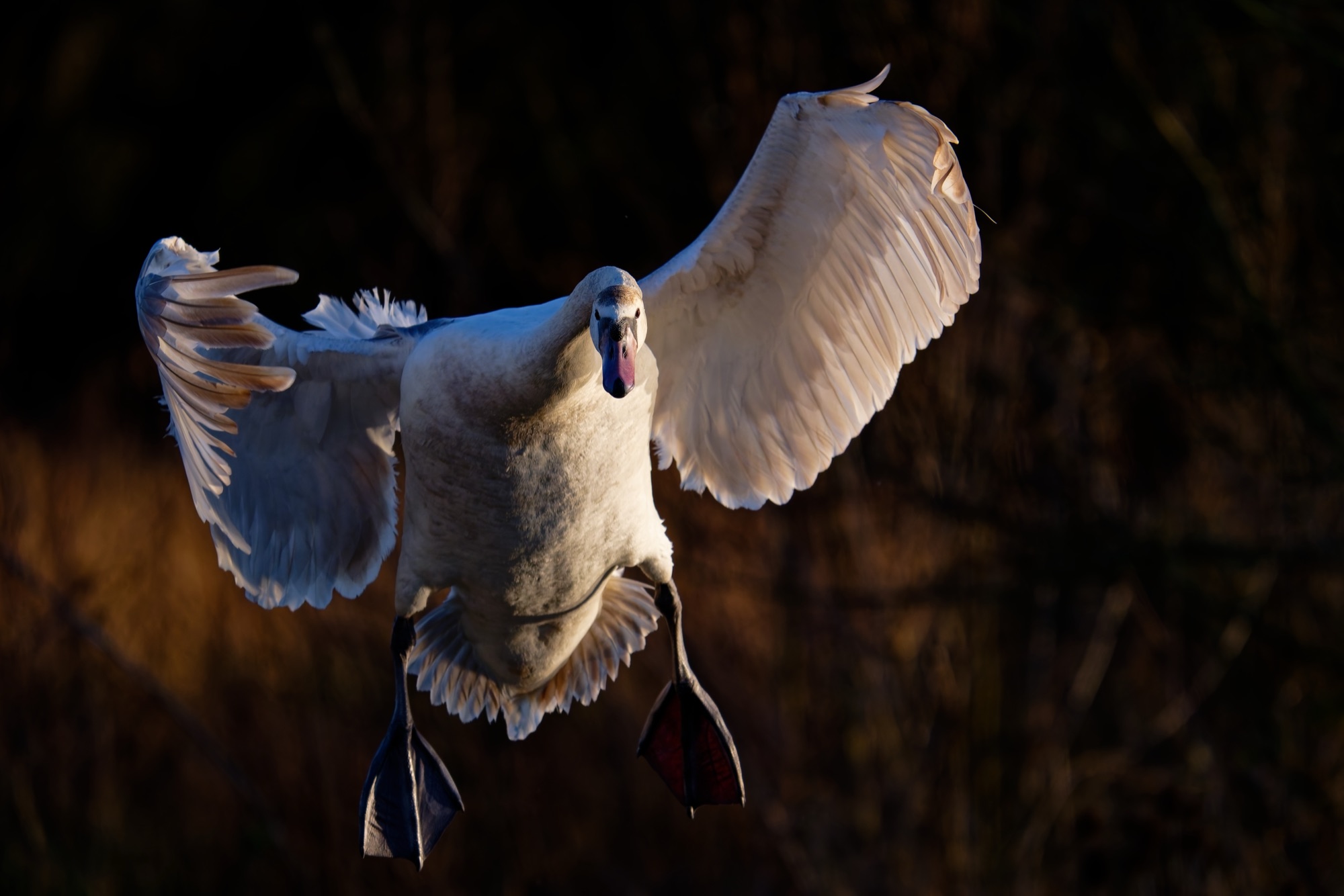 Swan landing with wings spread, backlit on a Welsh river