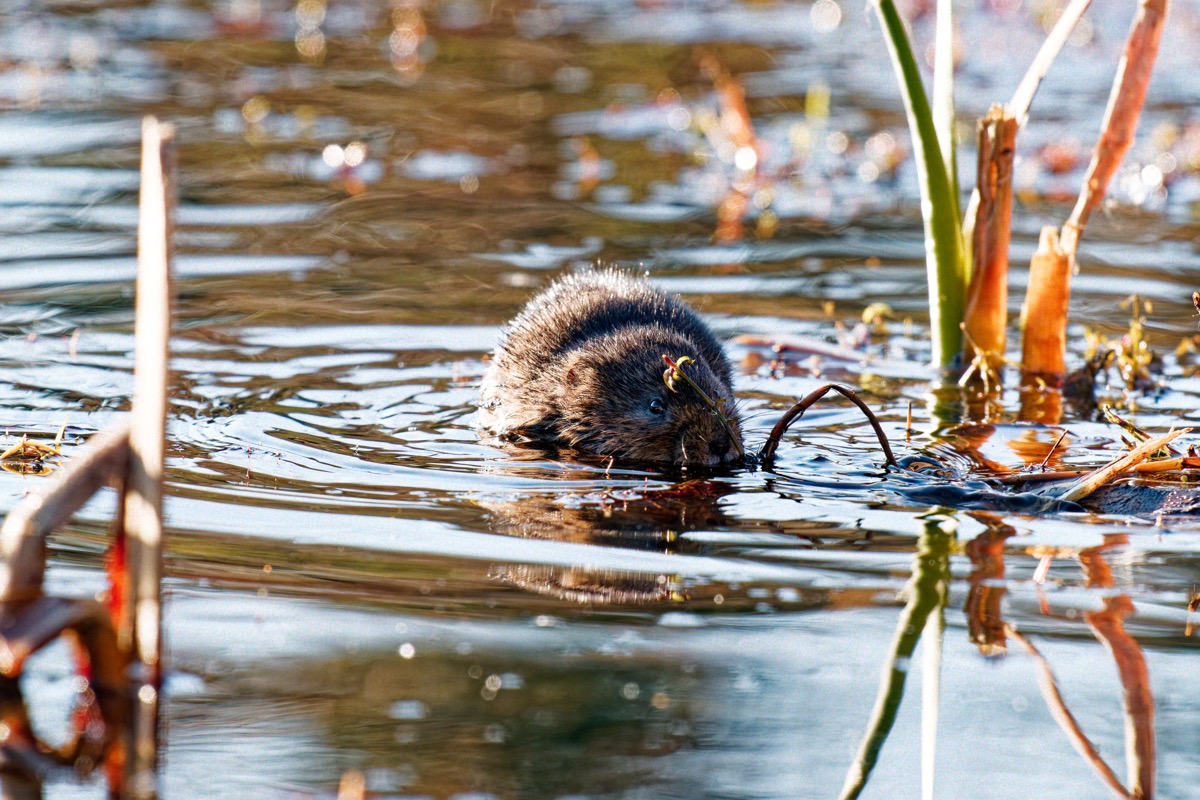 Water vole swimming head-on through a South Wales waterway