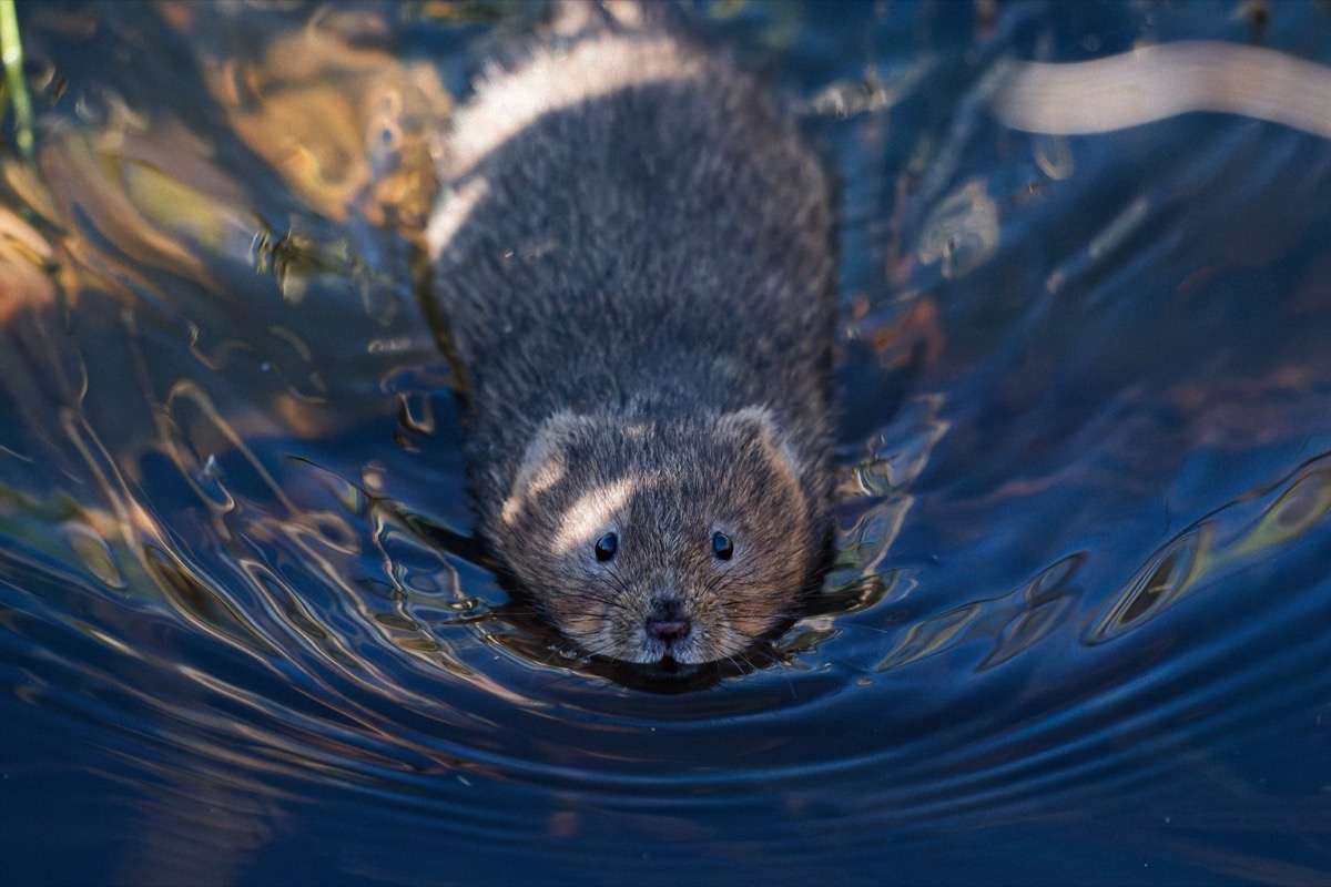 Water vole swimming head-on through a South Wales waterway