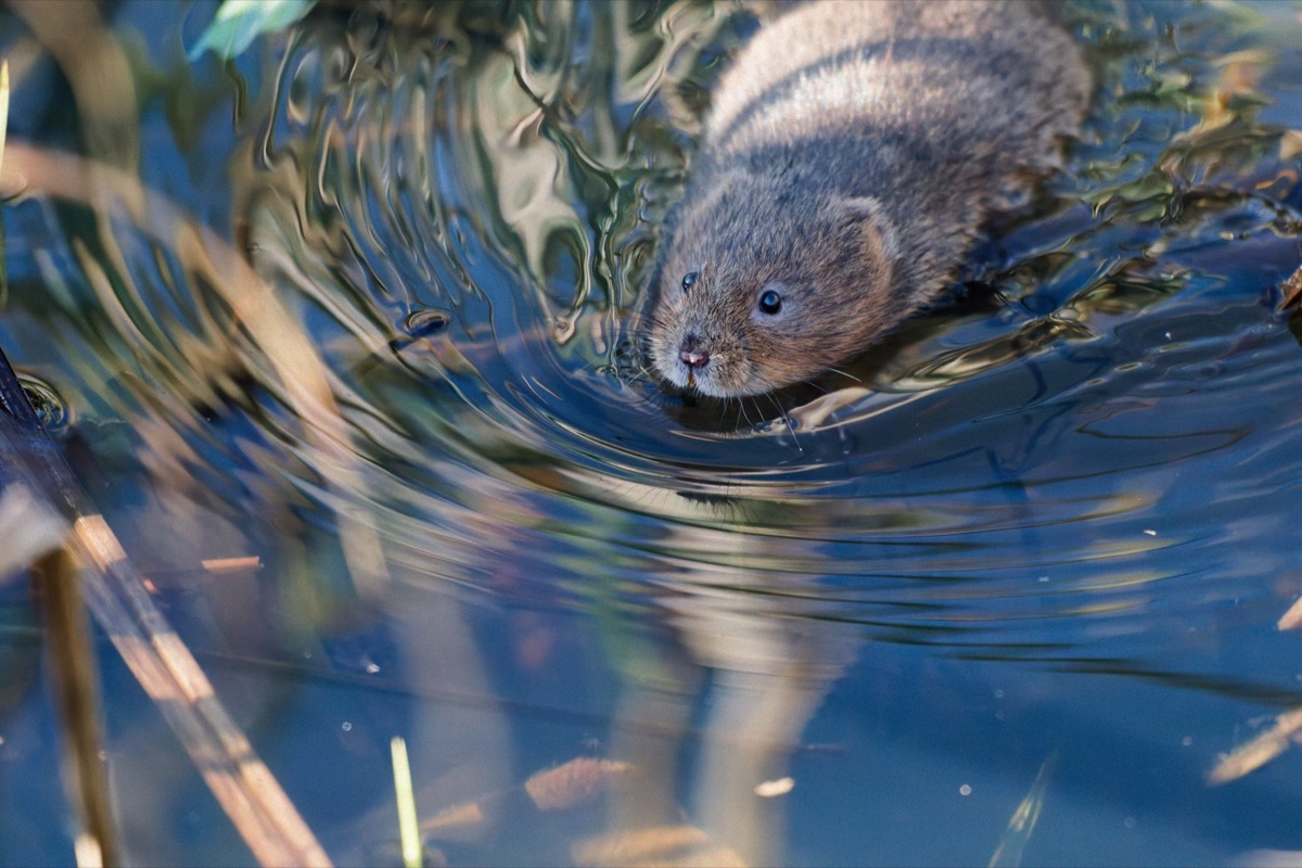 Water vole with vegetation, South Wales river