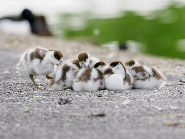 Pile o' Ducklings